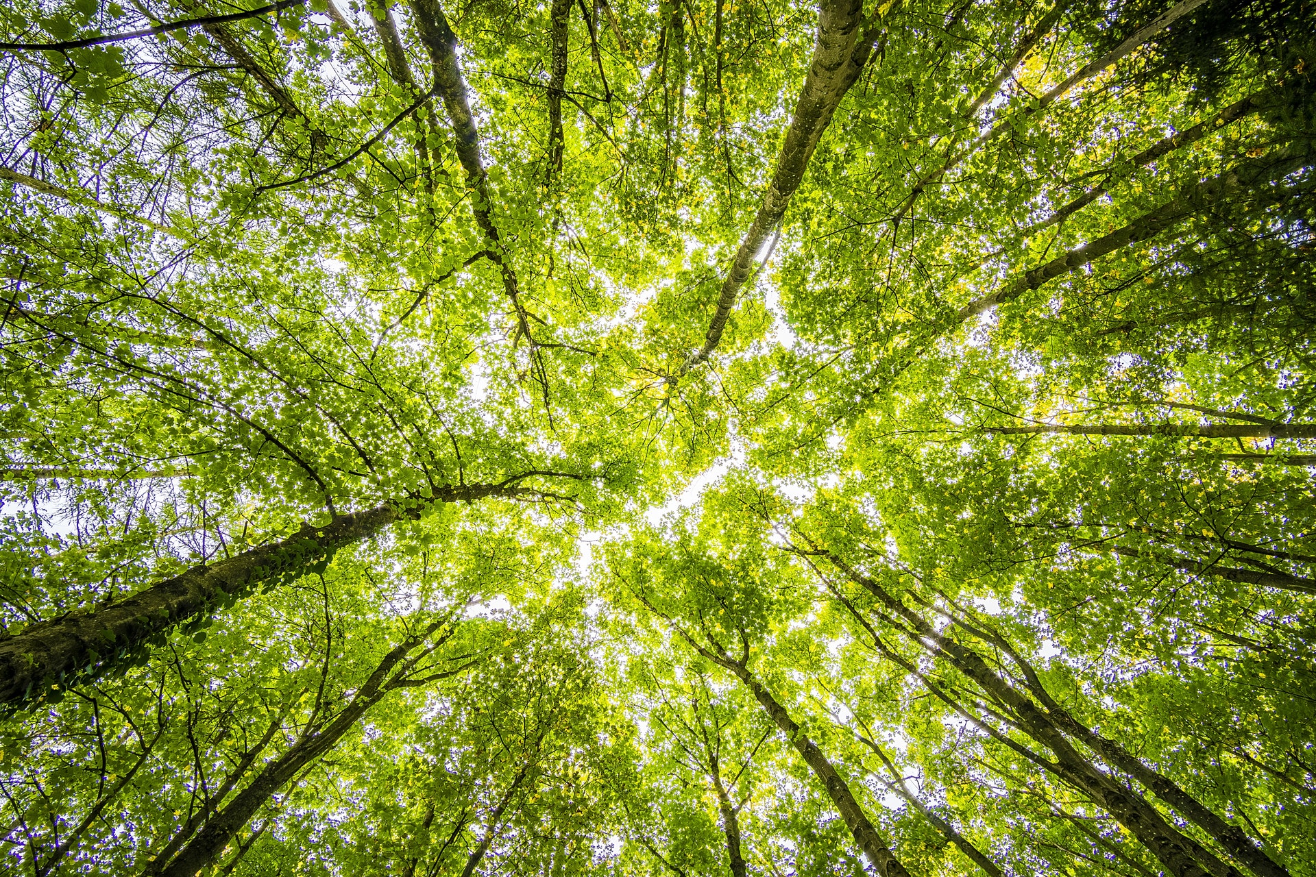 pegada ecológica, tbfiles, eco-friendly